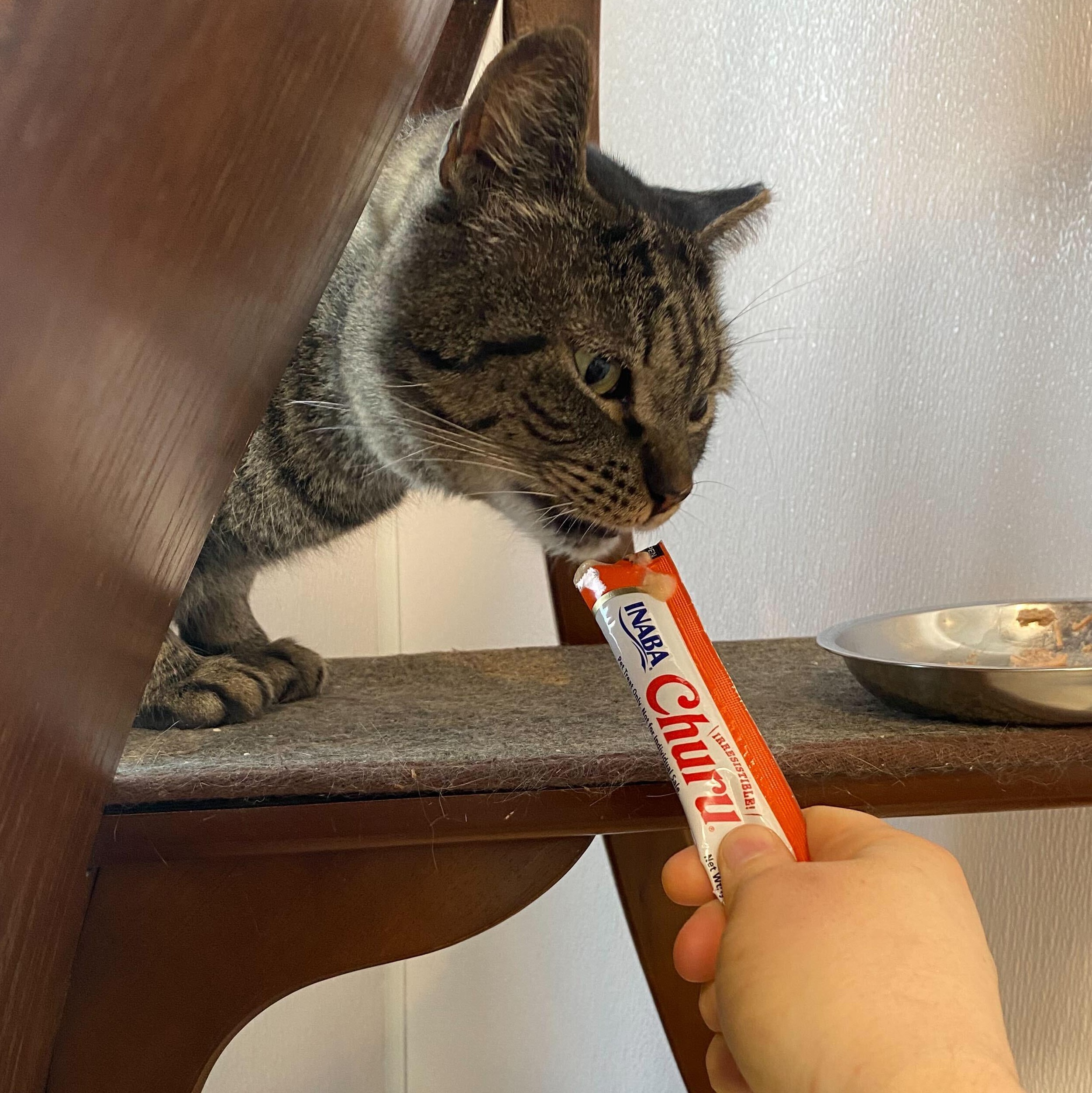 Enlarge Buzz & Clawd, a ADOPTABLE Domestic Short Hair in Waltham, MA image 4/6