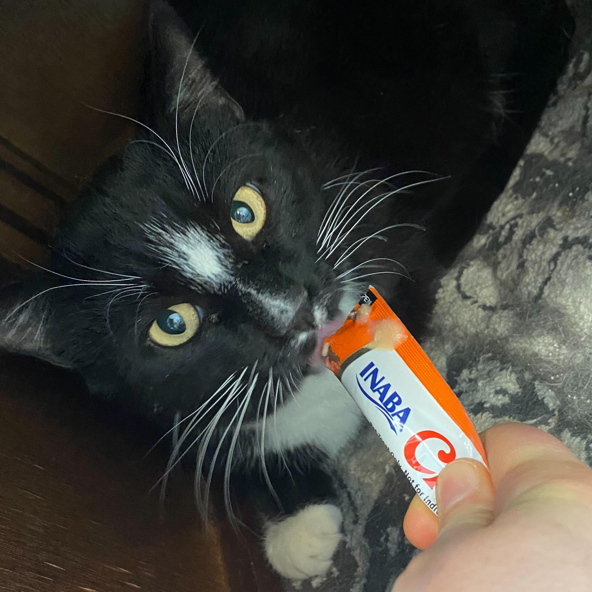 Enlarge Buzz & Clawd, a ADOPTABLE Domestic Short Hair in Waltham, MA image 2/6