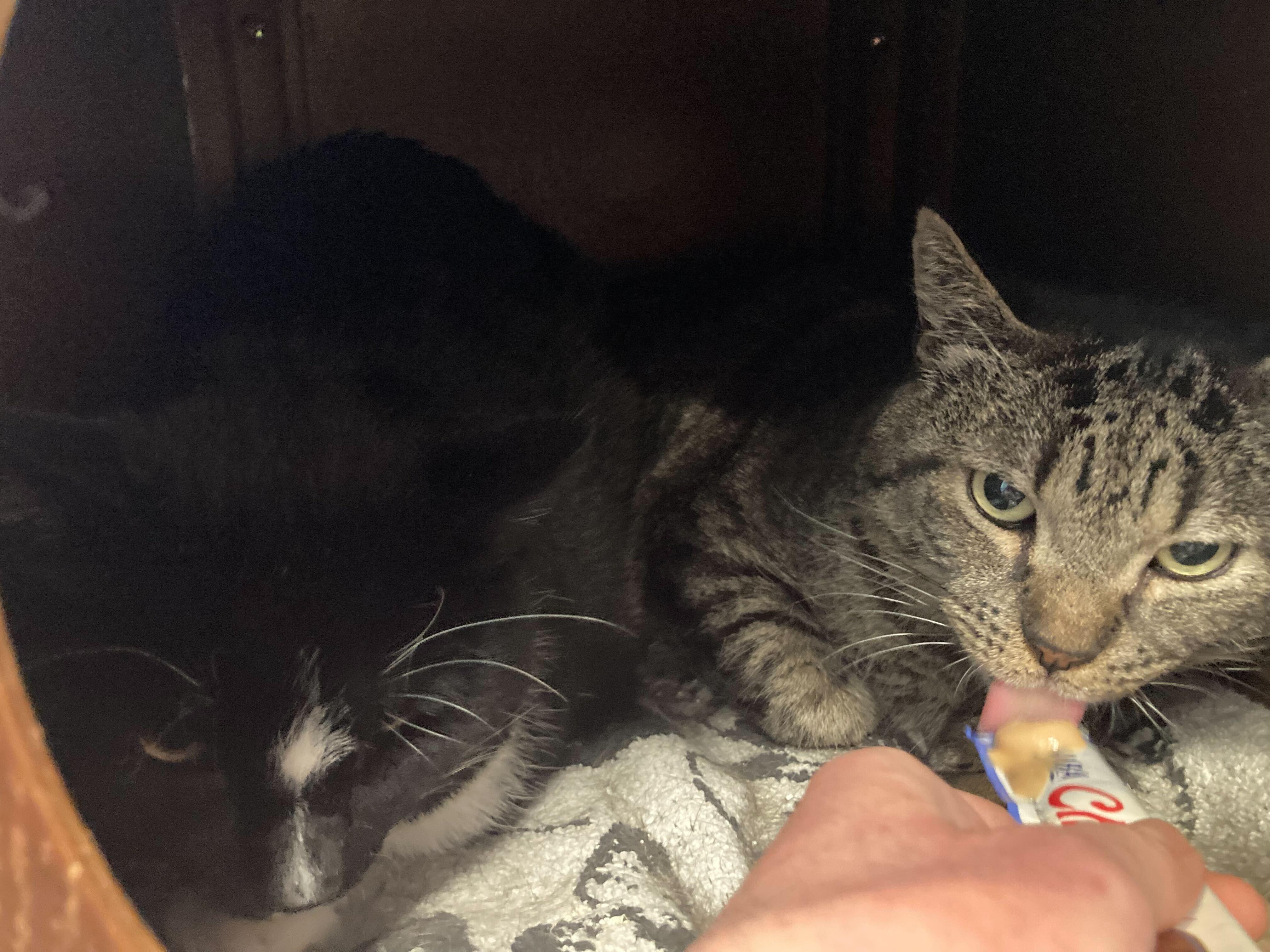 Enlarge Buzz & Clawd, a ADOPTABLE Domestic Short Hair in Waltham, MA image 3/6