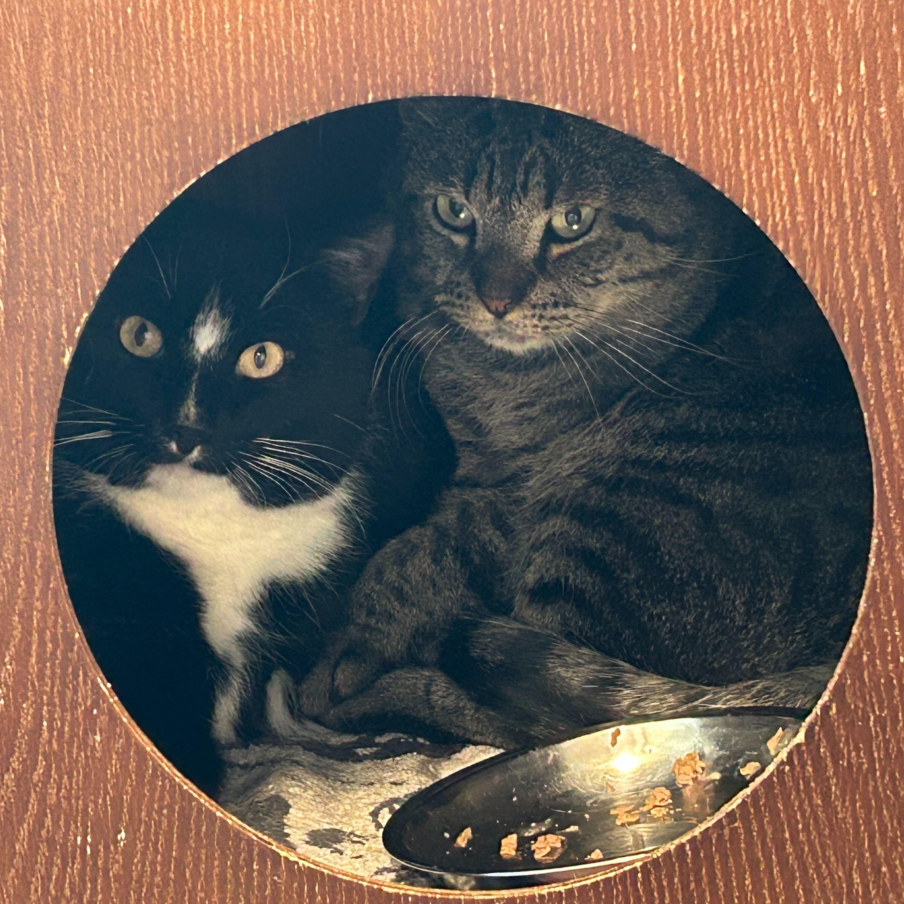 Buzz & Clawd, ADOPTABLE, Young Male Domestic Short Hair.