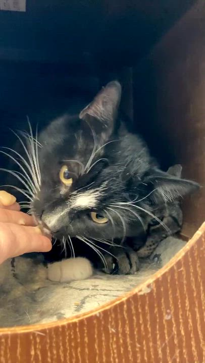 Enlarge Buzz & Clawd, a ADOPTABLE Domestic Short Hair in Waltham, MA video 6/6