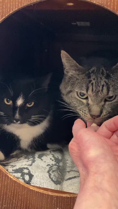 Enlarge Buzz & Clawd, a ADOPTABLE Domestic Short Hair in Waltham, MA video 5/6