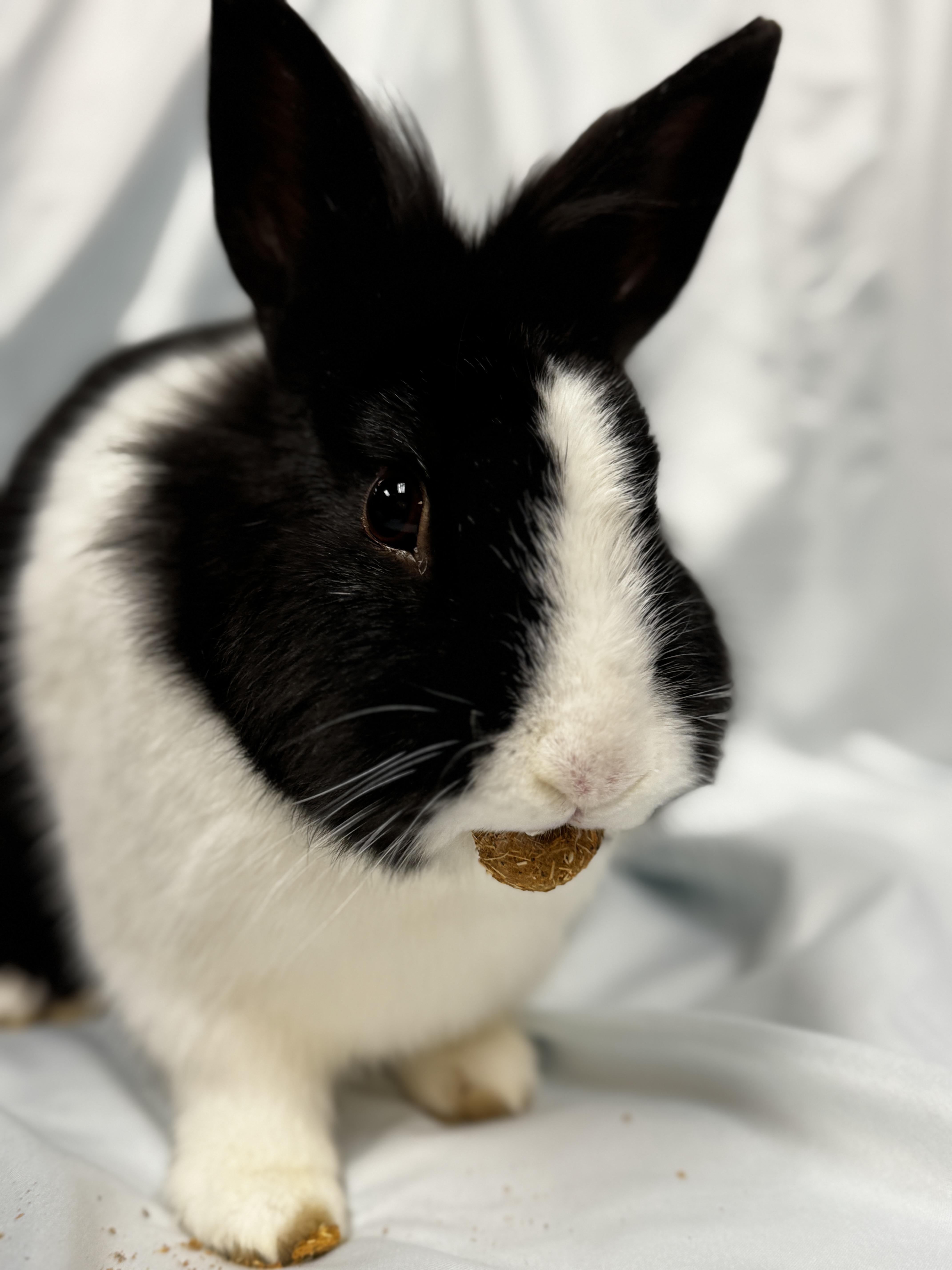 Enlarge Mr. Bolt , a ADOPTABLE Dutch in Westerville, OH image 1/3