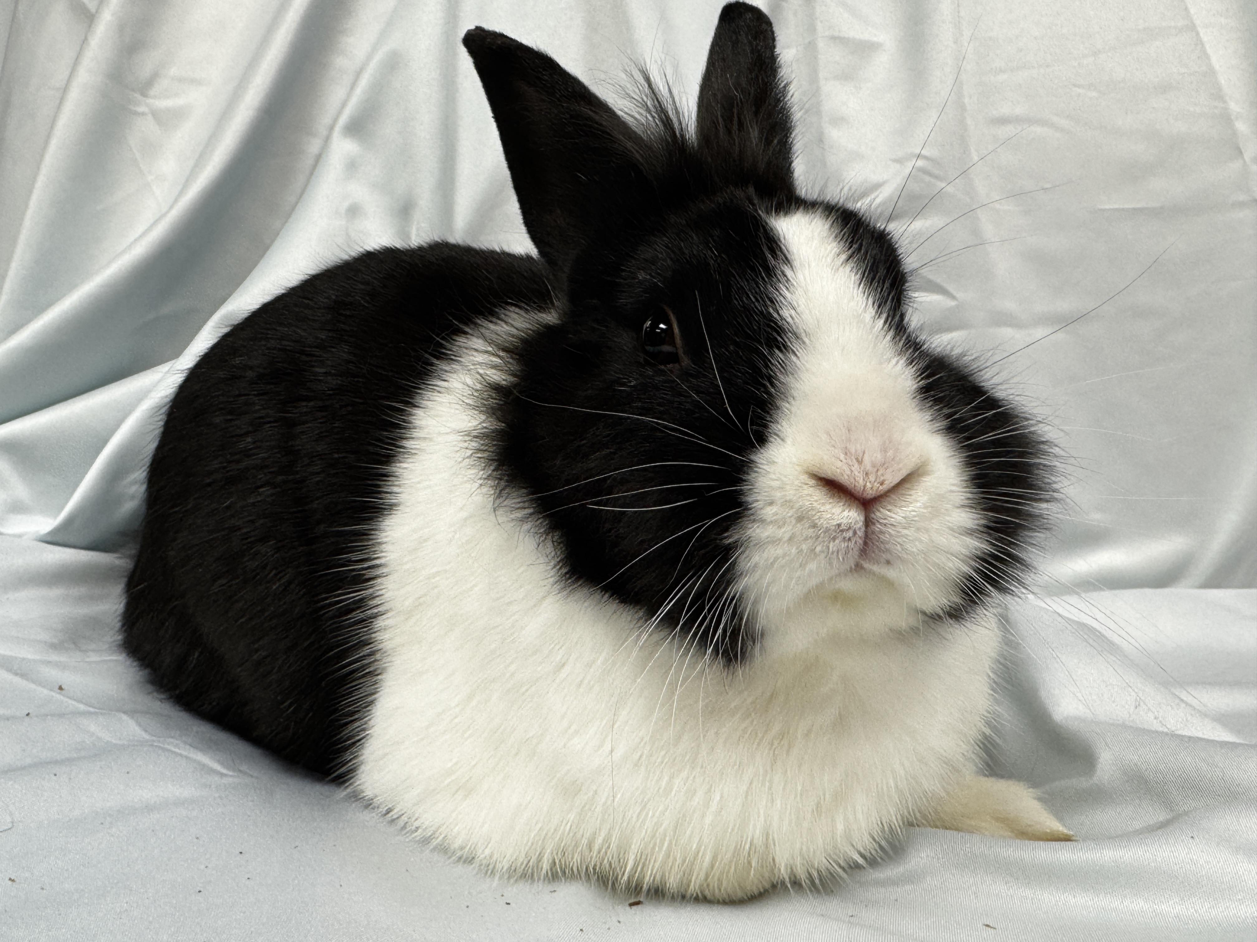 Enlarge Mr. Bolt , a ADOPTABLE Dutch in Westerville, OH image 2/3