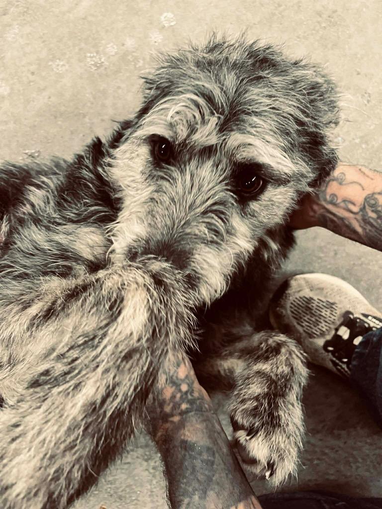 Lucy, Adoptable, Adult Female Schnauzer & Poodle.