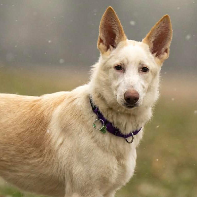 Enlarge Lilah (26-023), a Adoptable German Shepherd Dog in New Ringgold, PA image 1/6