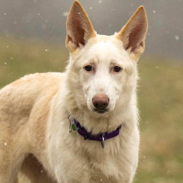 Enlarge Lilah (26-023), a Adoptable German Shepherd Dog in New Ringgold, PA image 2/6