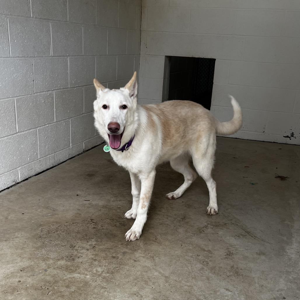 Enlarge Lilah (26-023), a Adoptable German Shepherd Dog in New Ringgold, PA image 3/6