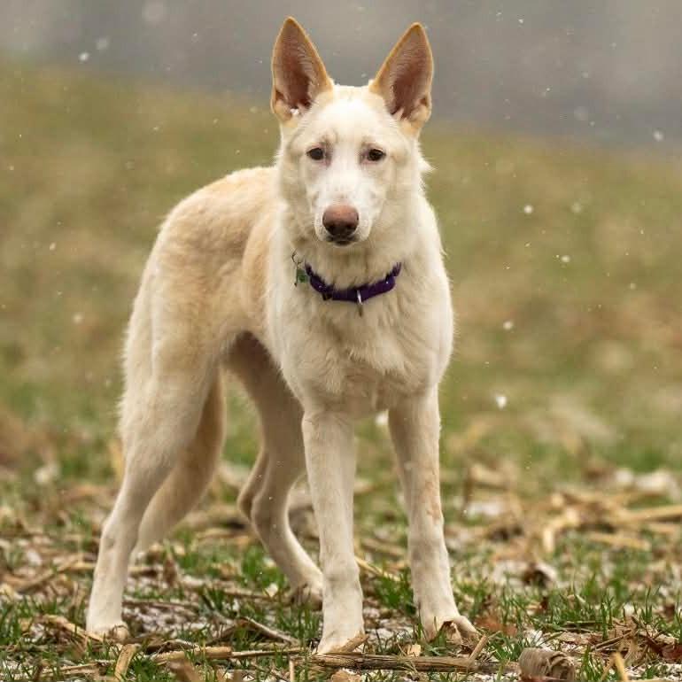 Enlarge Lilah (26-023), a Adoptable German Shepherd Dog in New Ringgold, PA image 4/6