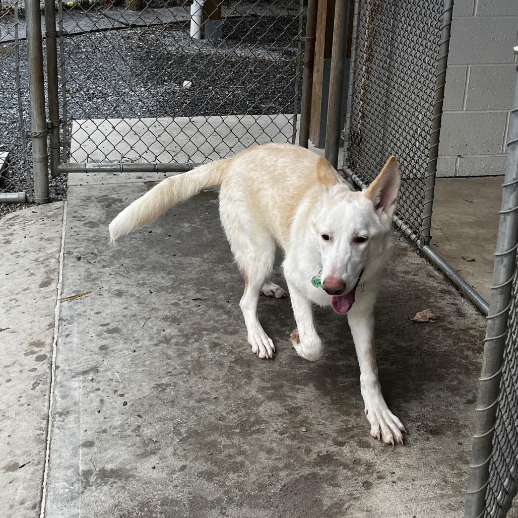 Enlarge Lilah (26-023), a Adoptable German Shepherd Dog in New Ringgold, PA image 5/6