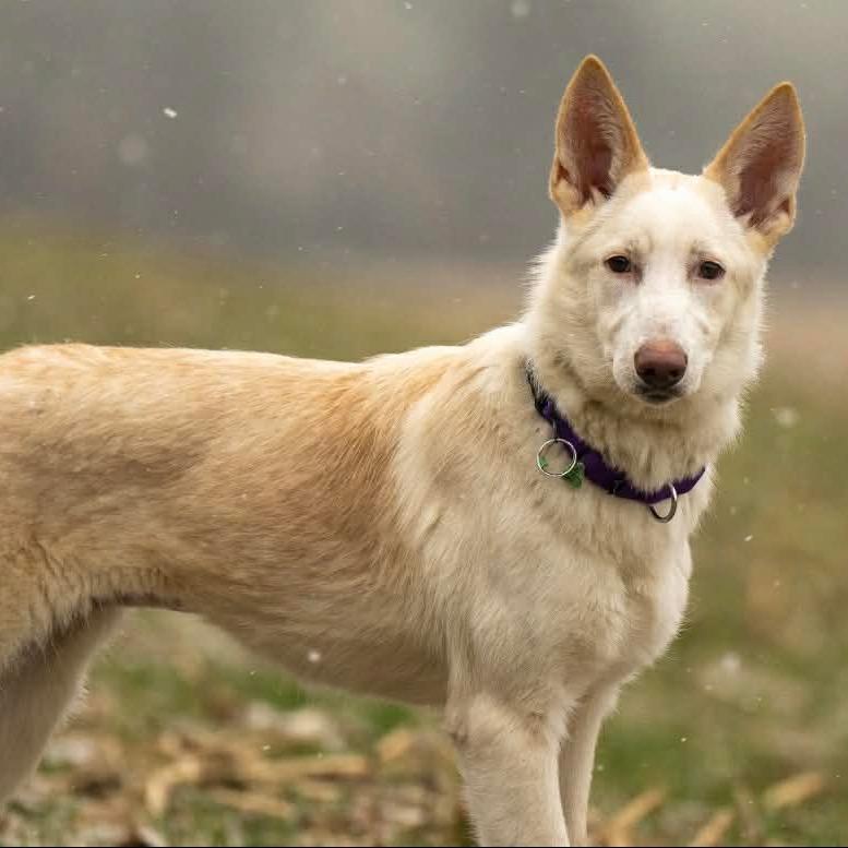 Enlarge Lilah (26-023), a Adoptable German Shepherd Dog in New Ringgold, PA image 6/6