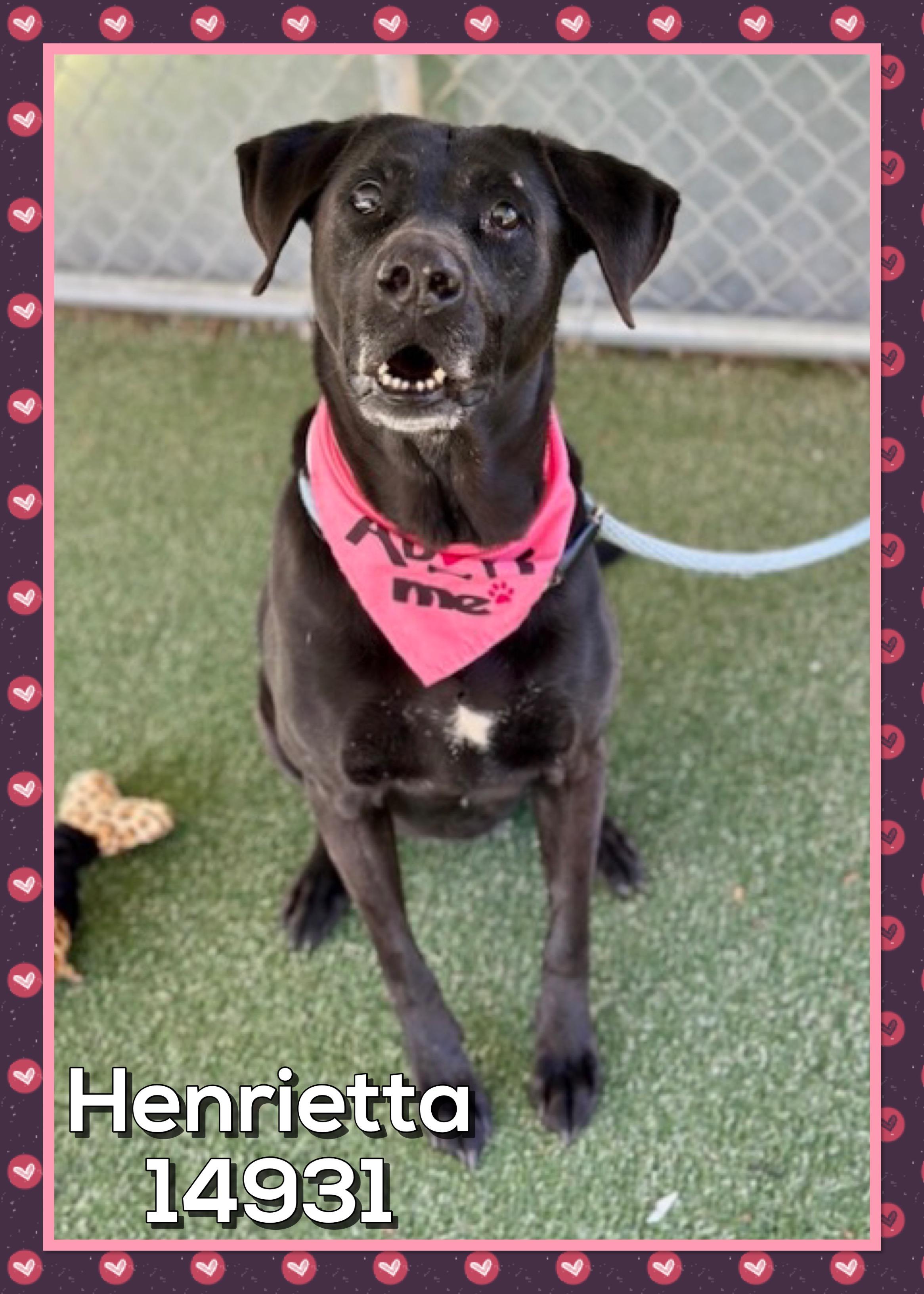 HENRIETTA