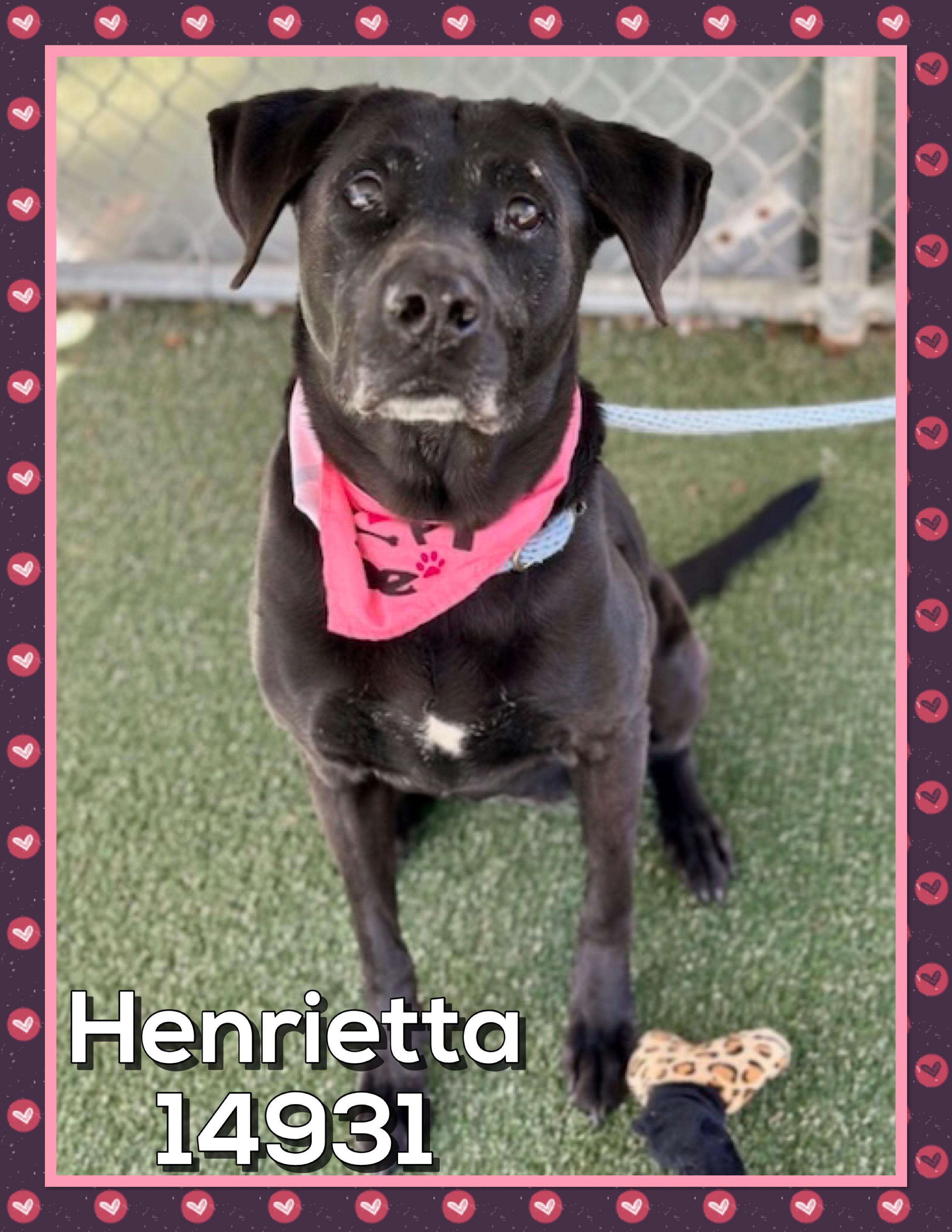 HENRIETTA