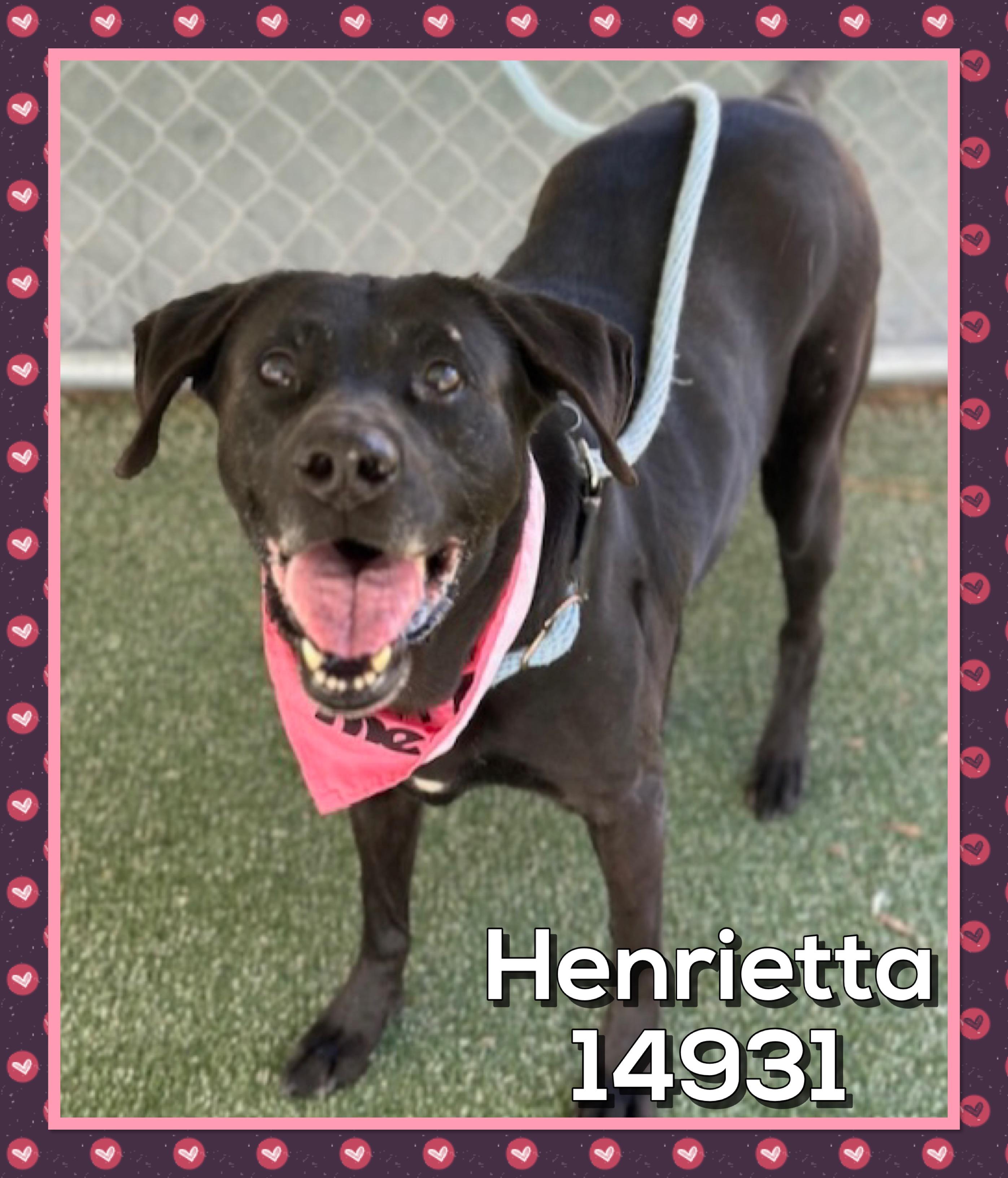 HENRIETTA