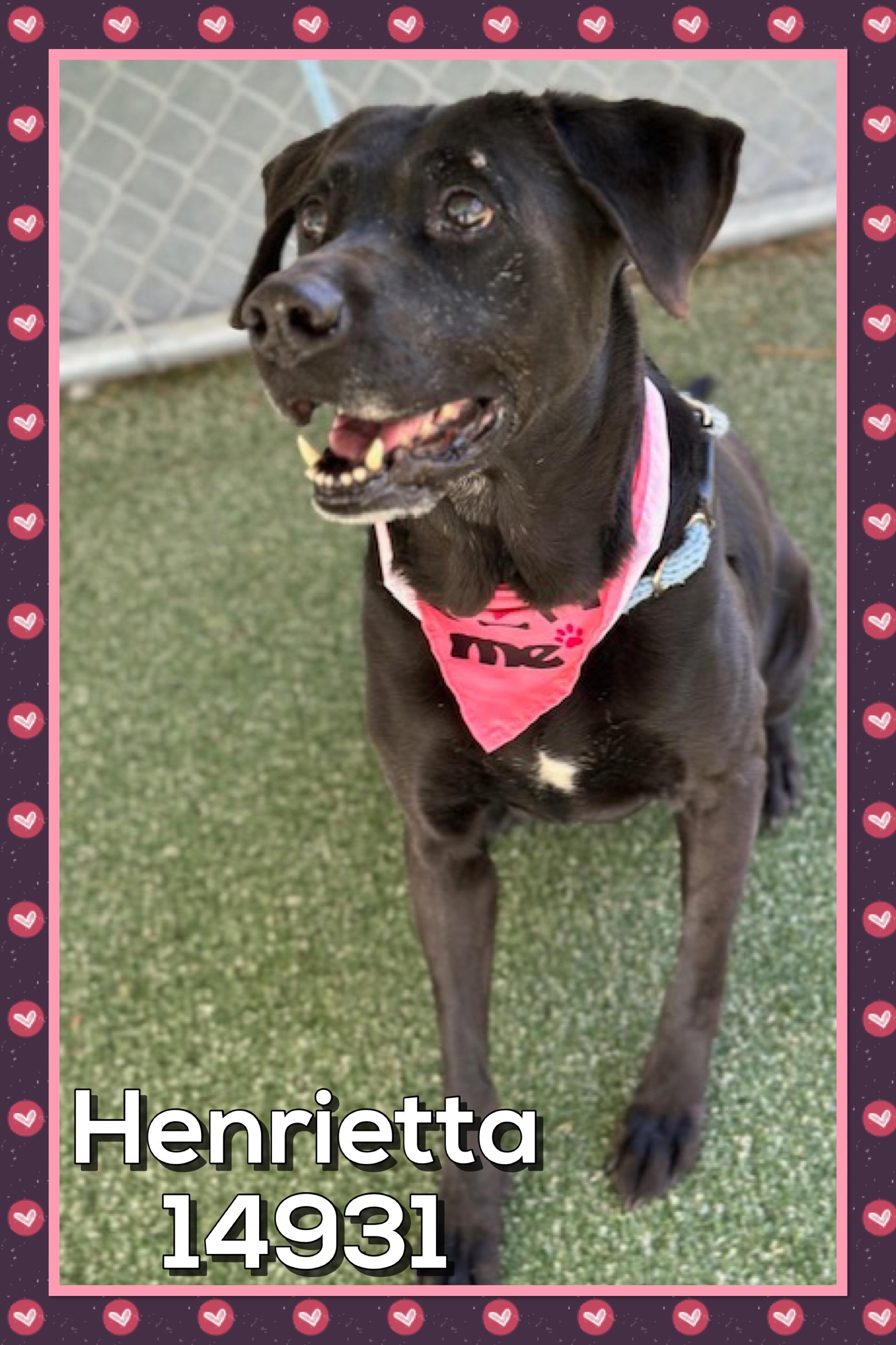 Enlarge HENRIETTA, a Adoptable Black Labrador Retriever in Marietta, GA image 3/5