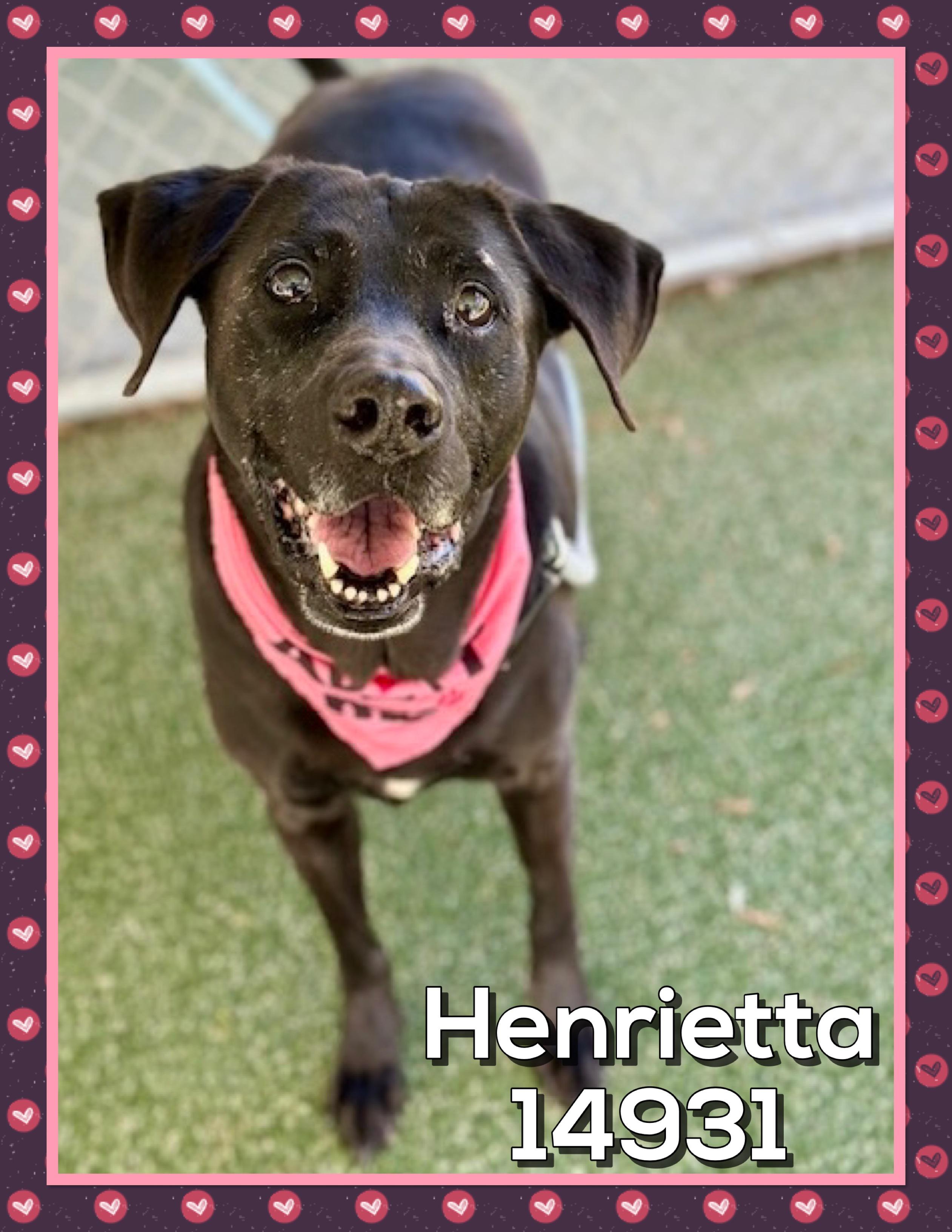 HENRIETTA, Adoptable, Senior Female Black Labrador Retriever.