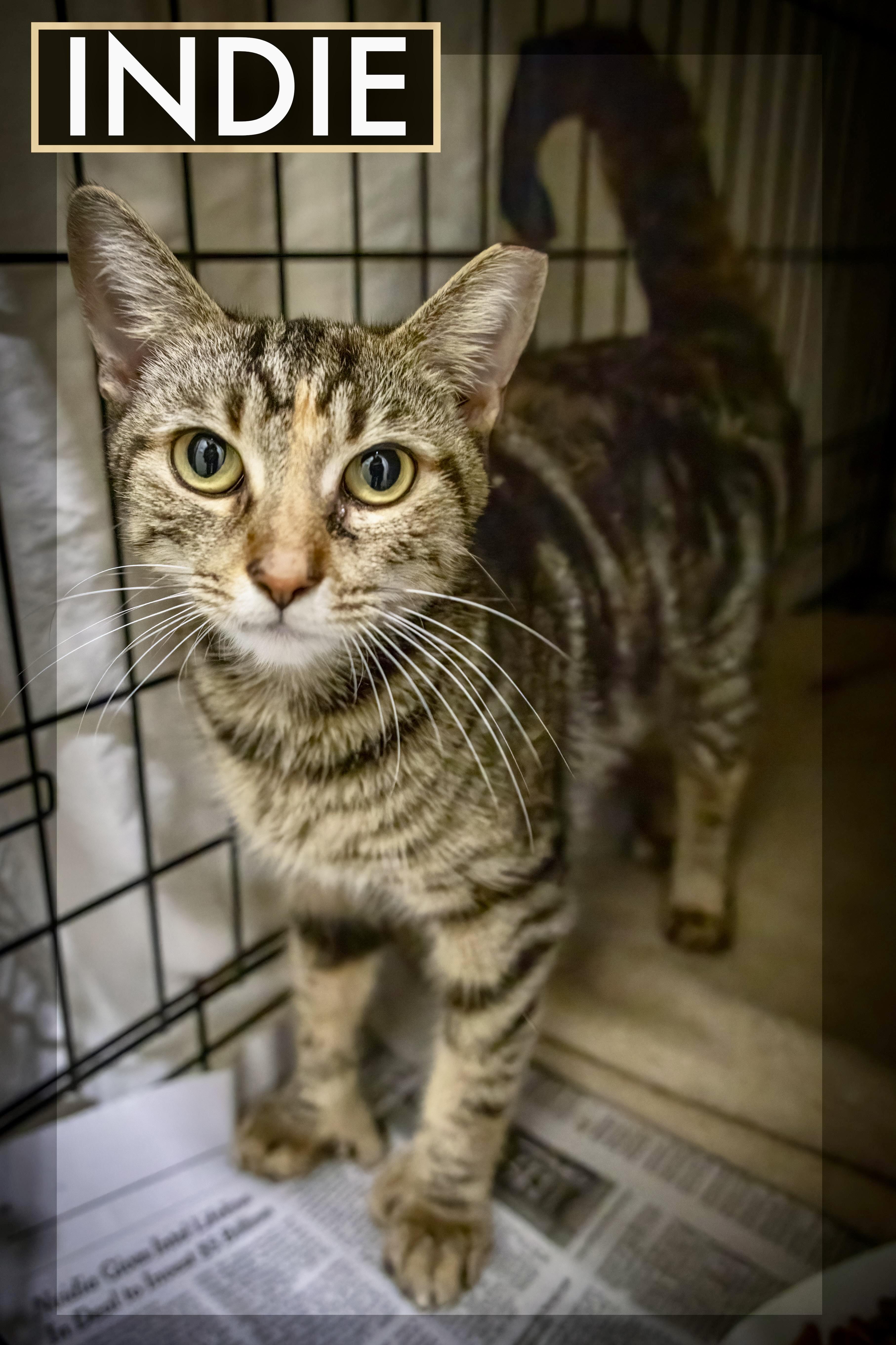 Indie: Polydactyl