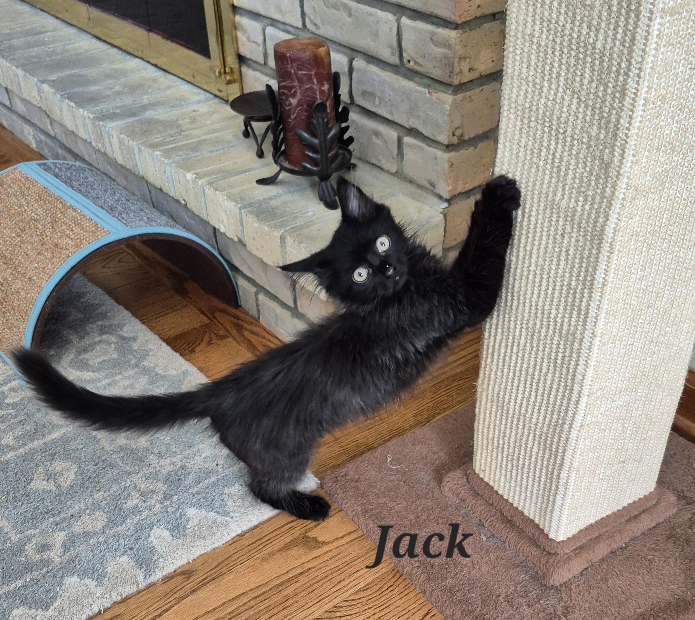 Jack, an adopted Domestic Long Hair in Wheeling, IL image 1/4