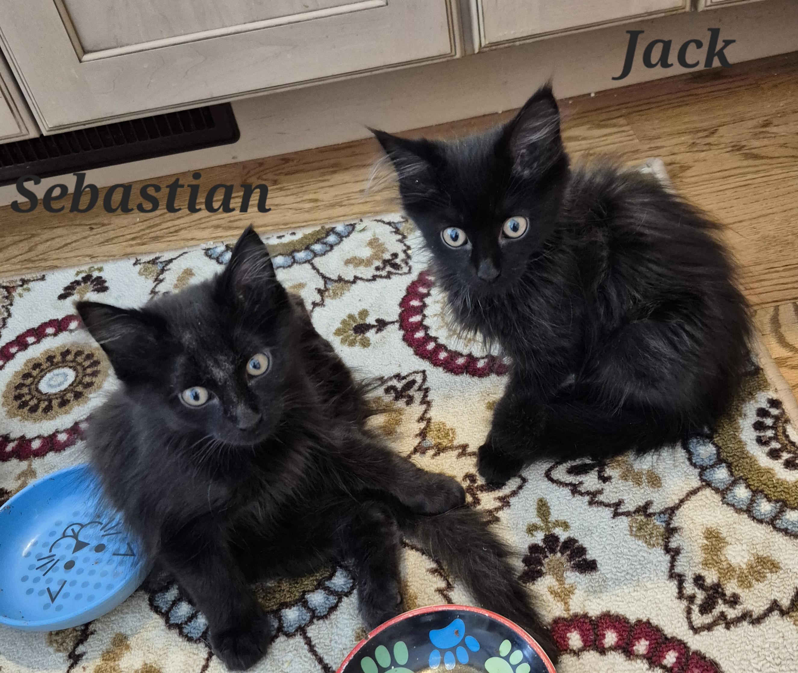 Jack, an adopted Domestic Long Hair in Wheeling, IL image 3/4