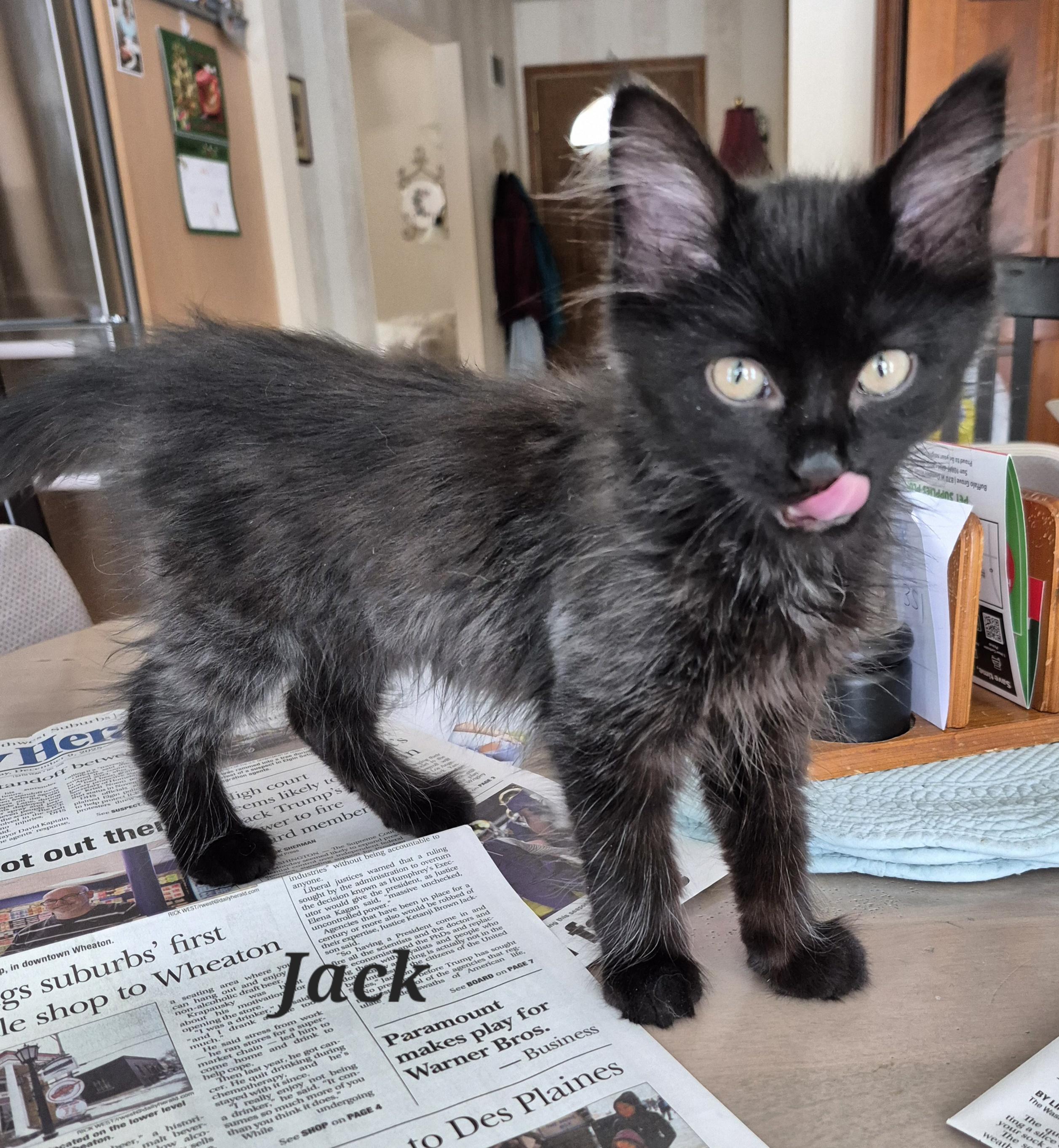 Jack, an adopted Domestic Long Hair in Wheeling, IL image 4/4