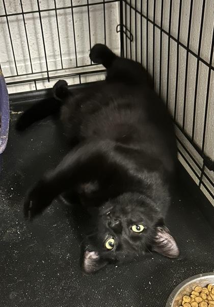 Jett — thumbnail 2