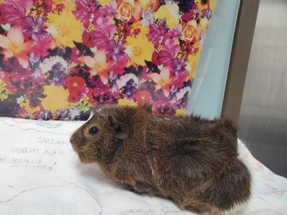 Enlarge Yeti, a Adoptable mixed breed in Maumee, OH image 2/2