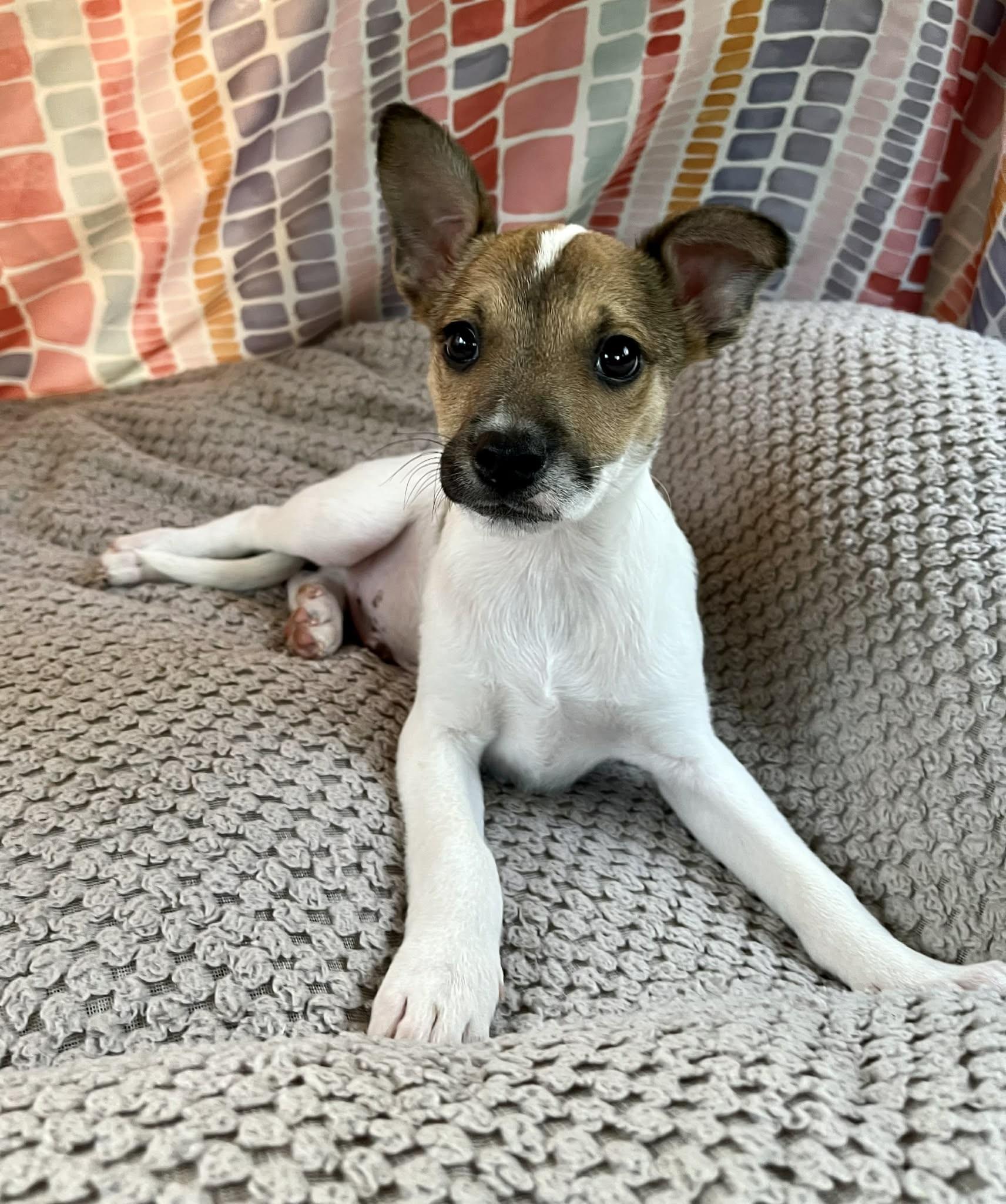 Enlarge Larry, an adopted mixed breed in Toms Brook, VA image 6/6