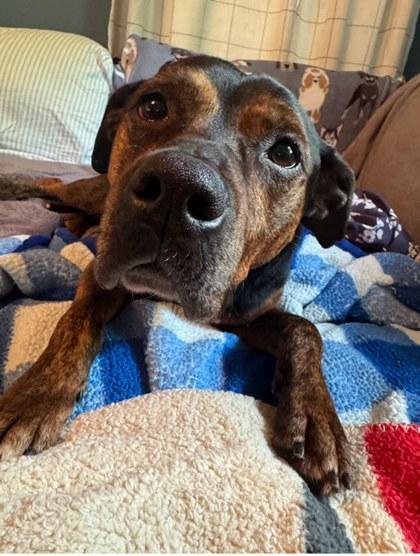 Cognac, Adoptable, Senior Male Pit Bull Terrier & Mixed Breed.