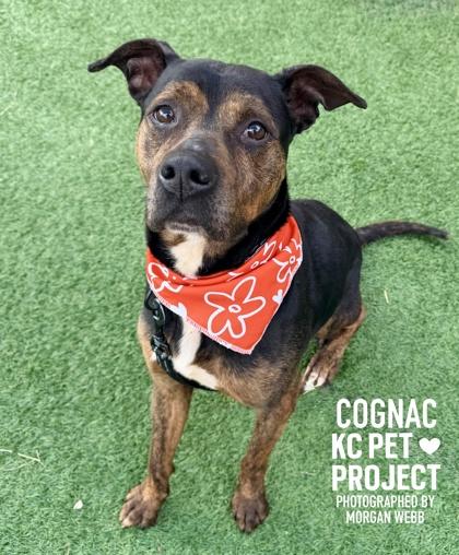 Cognac, a Adoptable mixed breed in Kansas City, MO image 2/3
