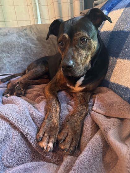 Cognac, a Adoptable mixed breed in Kansas City, MO image 3/3