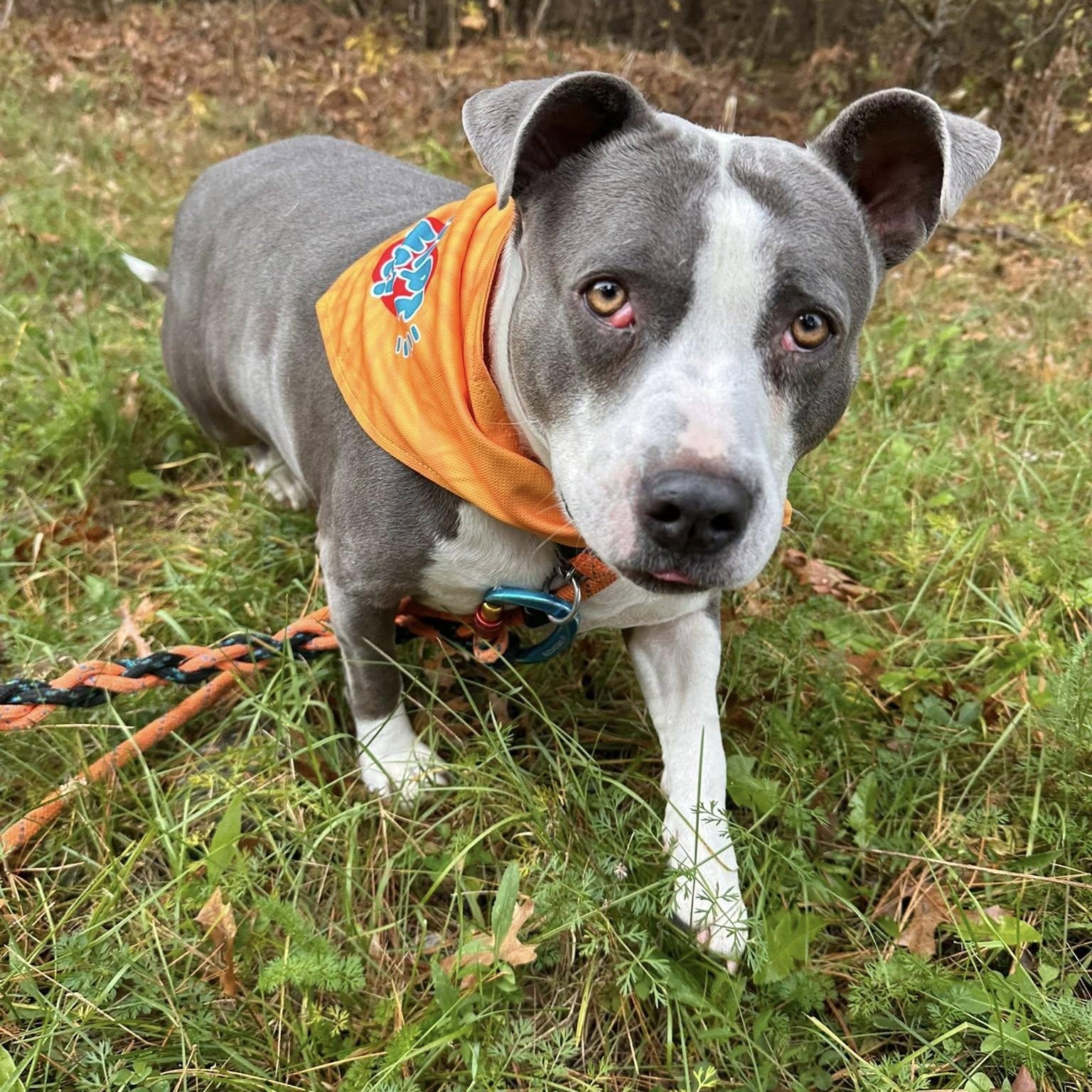 Minnie, a Adoptable mixed breed in Black River Falls, WI image 1/3