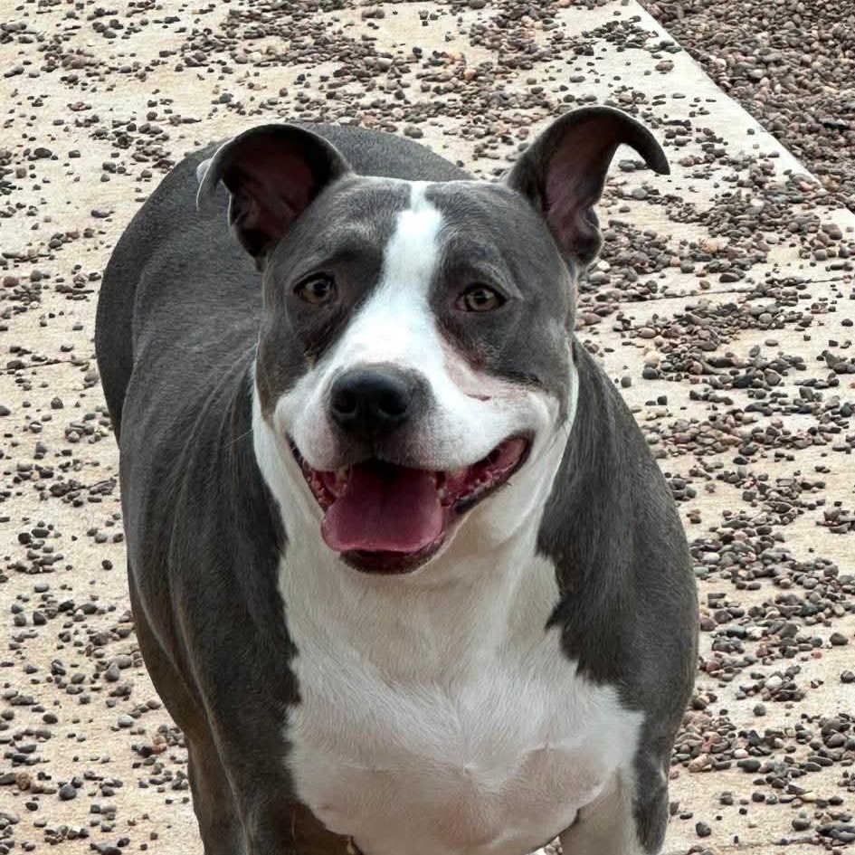 Minnie, a Adoptable mixed breed in Black River Falls, WI image 3/3