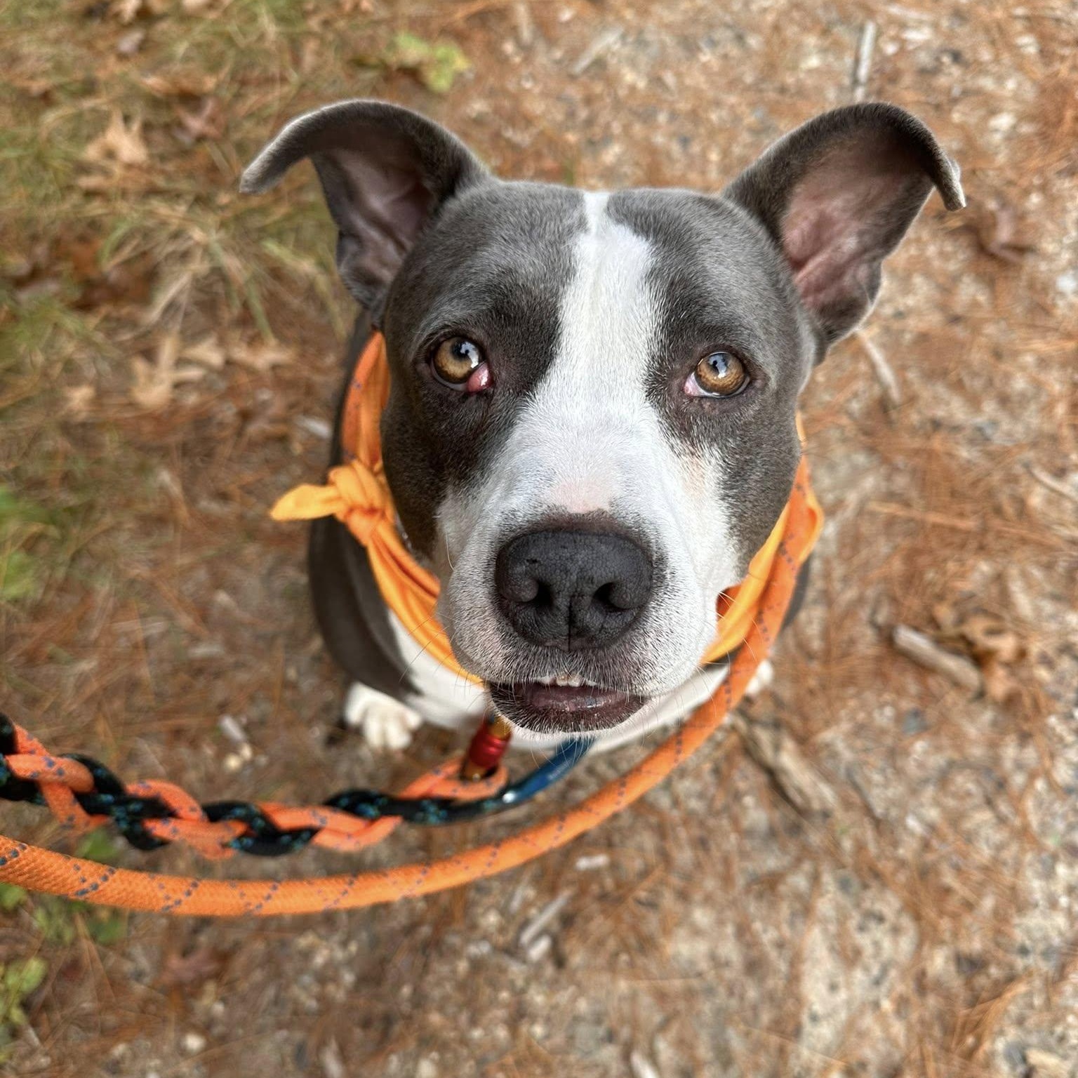 Minnie, a Adoptable mixed breed in Black River Falls, WI image 2/3