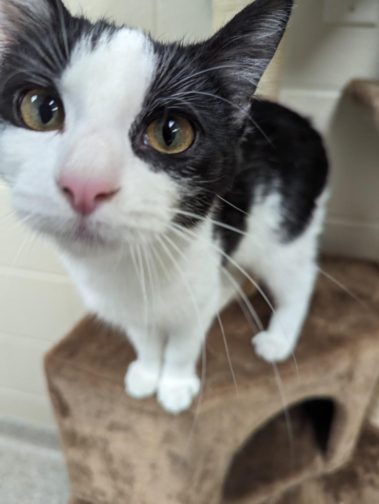 Miso, an adopted Tuxedo in Valparaiso, IN image 2/3