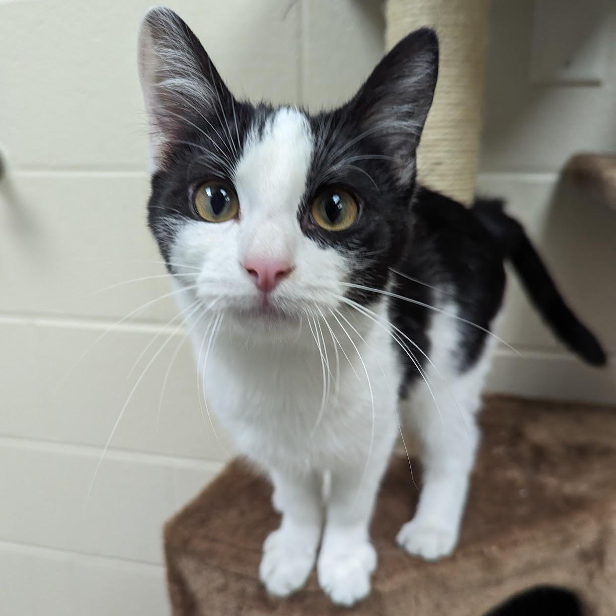 Miso, an adopted Tuxedo in Valparaiso, IN image 3/3