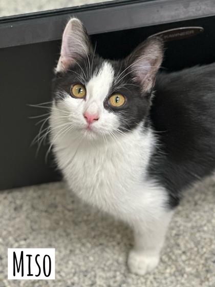 Miso, adopted, Kitten Male Tuxedo.