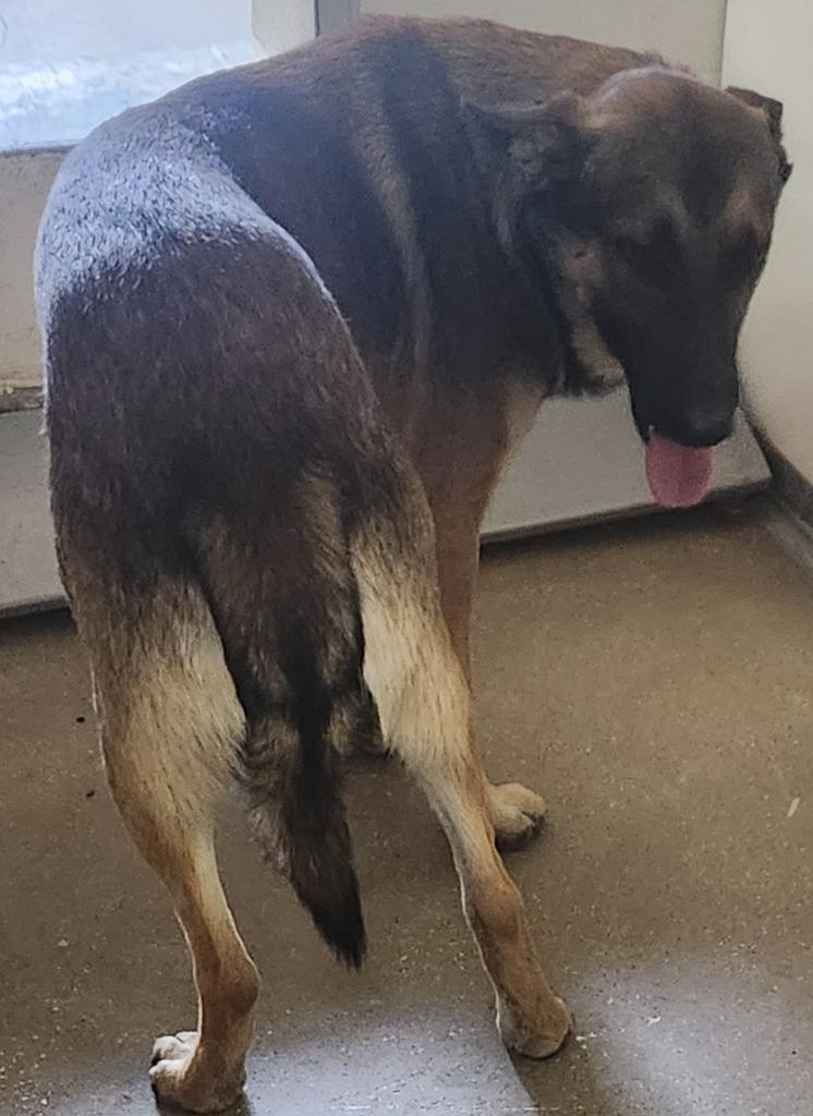 Collar, Adoptable, Adult Male German Shepherd Dog & Mixed Breed.