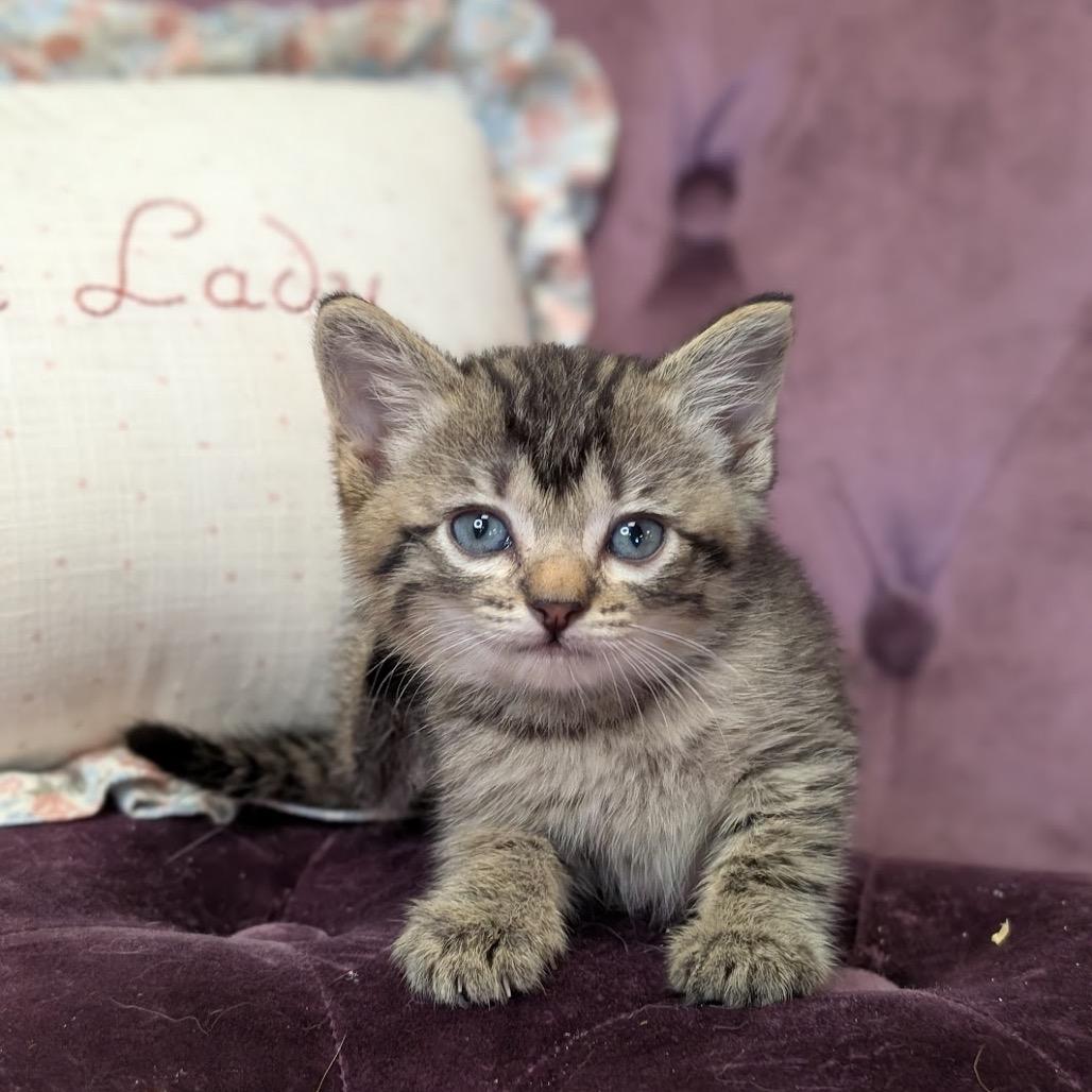 Enlarge Mazzy, a Adoptable Domestic Short Hair in Nowata, OK image 1/5