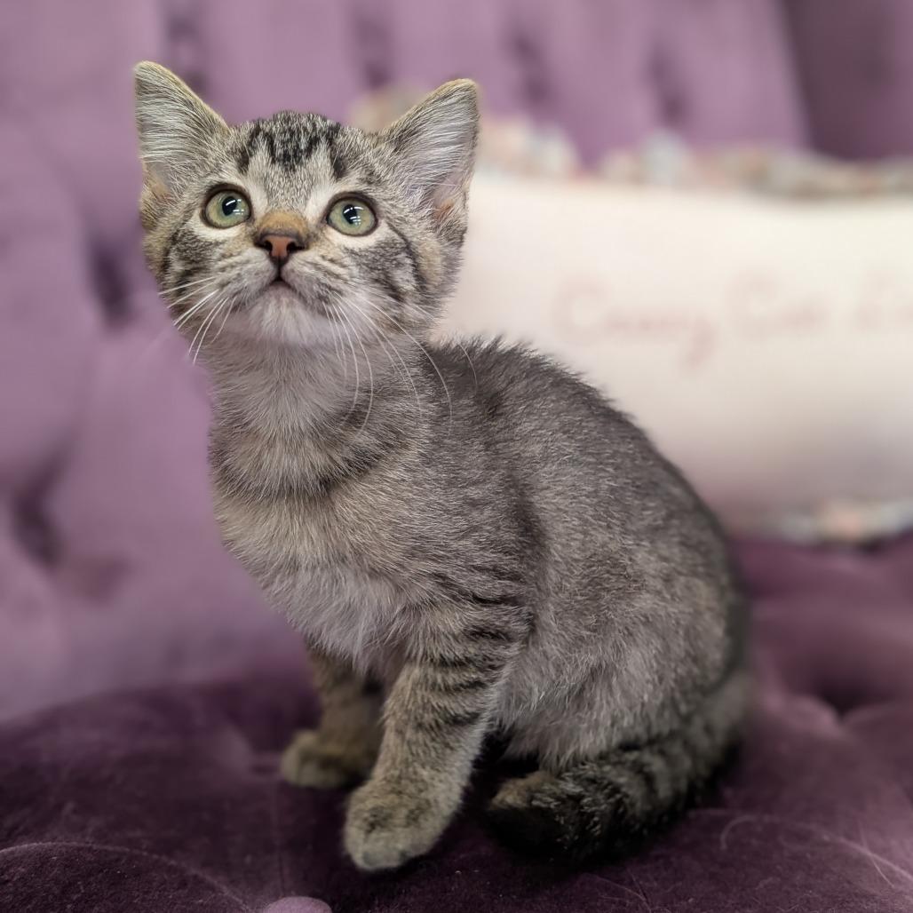 Enlarge Mazzy, a Adoptable Domestic Short Hair in Nowata, OK image 2/5