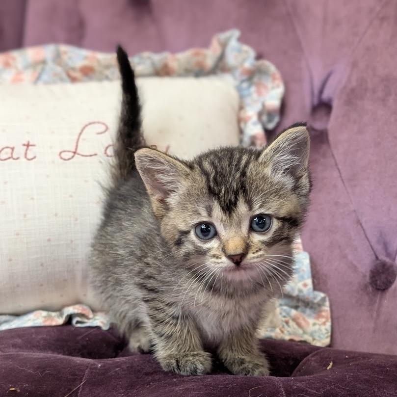 Enlarge Mazzy, a Adoptable Domestic Short Hair in Nowata, OK image 3/5