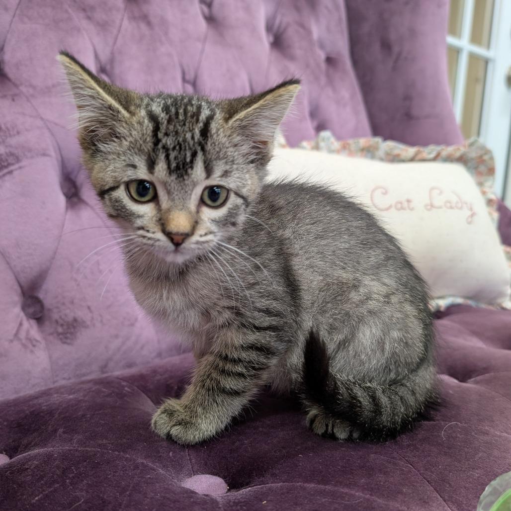 Enlarge Mazzy, a Adoptable Domestic Short Hair in Nowata, OK image 4/5