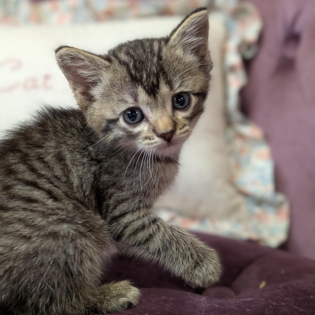 Enlarge Mazzy, a Adoptable Domestic Short Hair in Nowata, OK image 5/5
