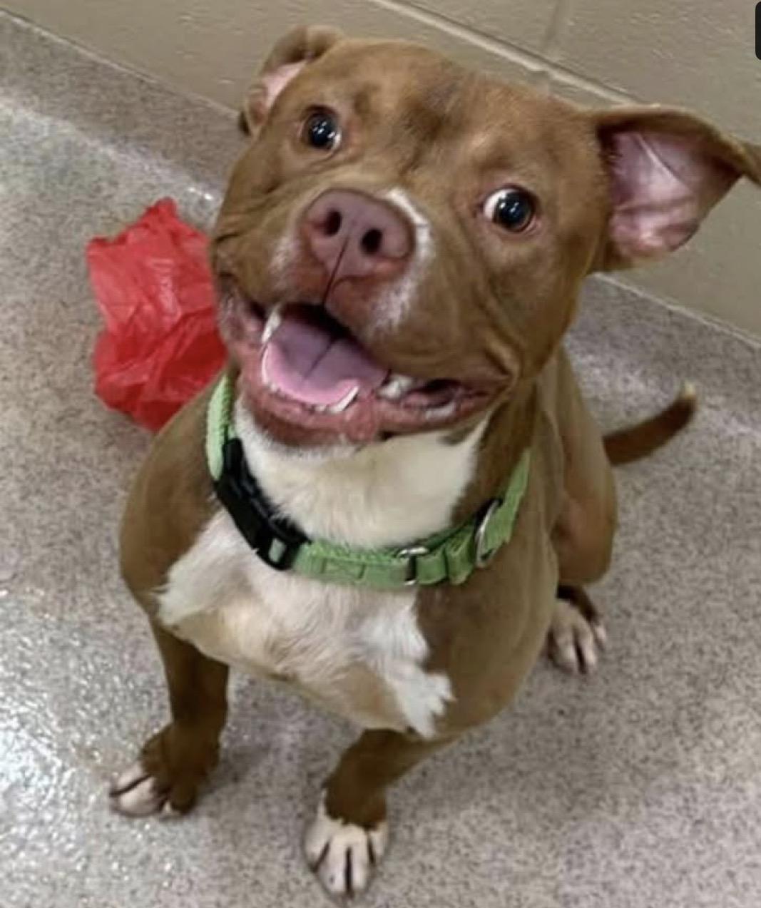 Enlarge Bugs , a ADOPTABLE mixed breed in Youngstown, OH image 2/4