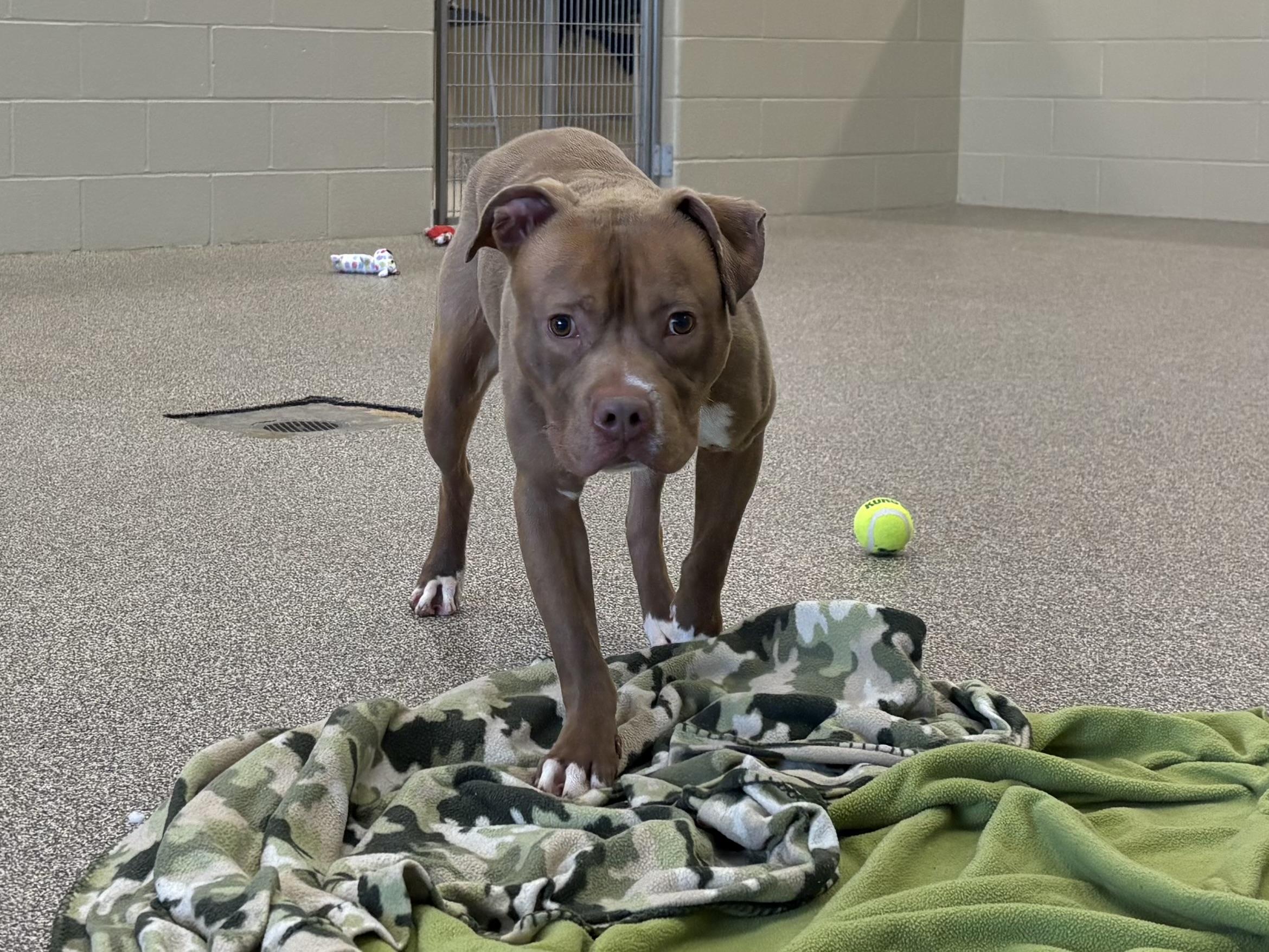 Enlarge Bugs , a ADOPTABLE mixed breed in Youngstown, OH image 1/4