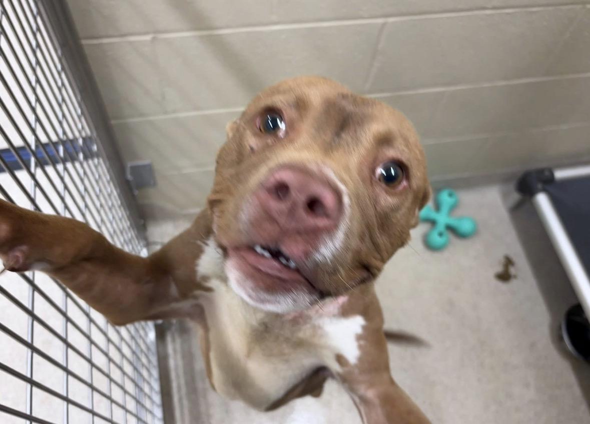 Enlarge Bugs , a ADOPTABLE mixed breed in Youngstown, OH image 4/4