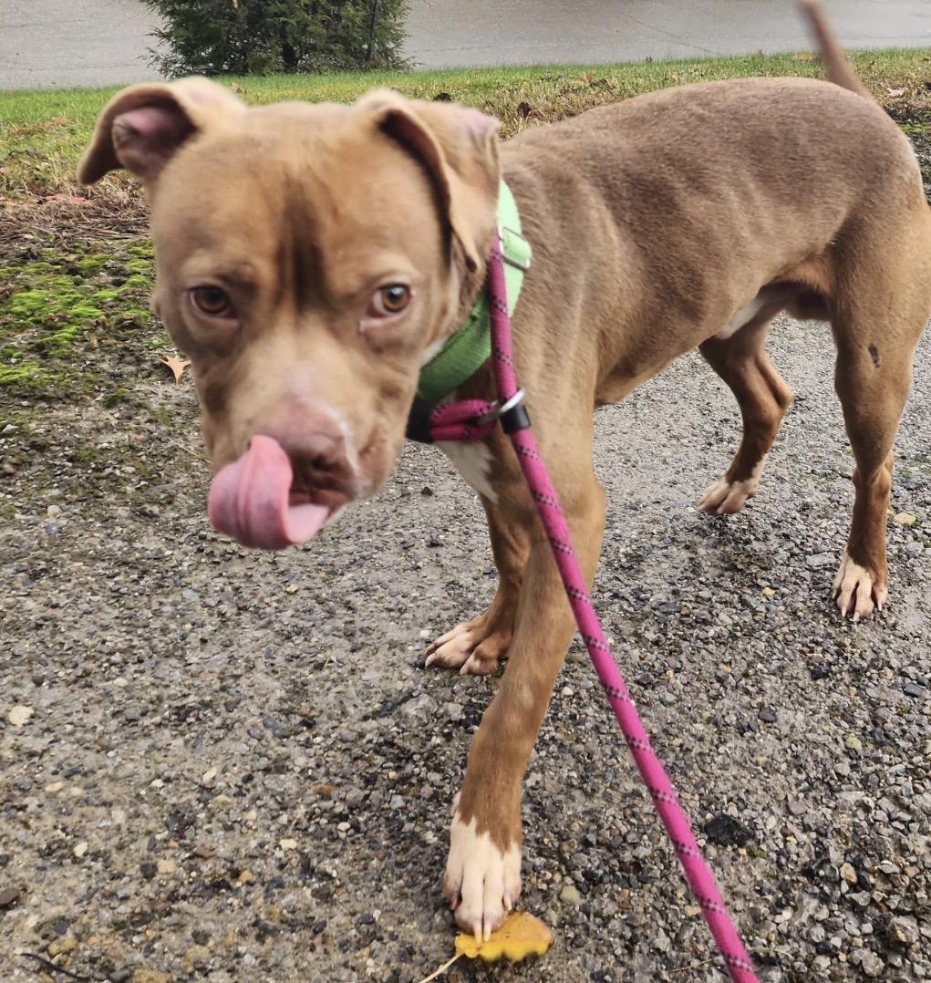 Enlarge Bugs , a ADOPTABLE mixed breed in Youngstown, OH image 3/4