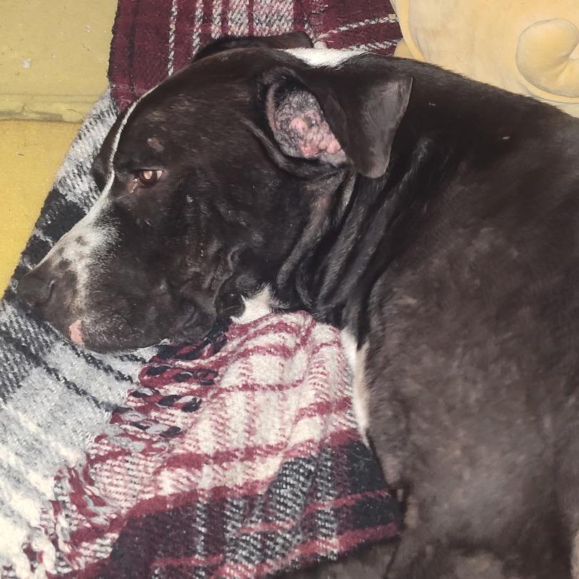 Enlarge Zeus, a Adoptable Pit Bull Terrier in Idaho Falls, ID image 1/1