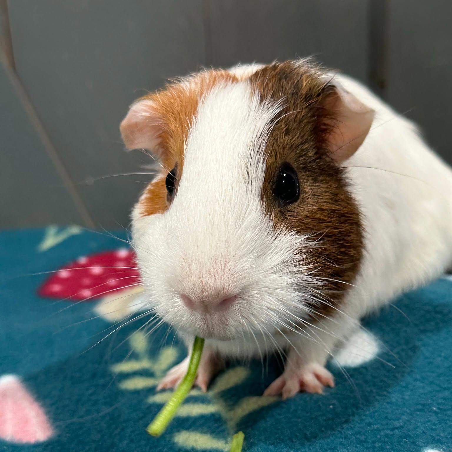 Guinea Pig, Adoptable, Adult Male Guinea Pig.