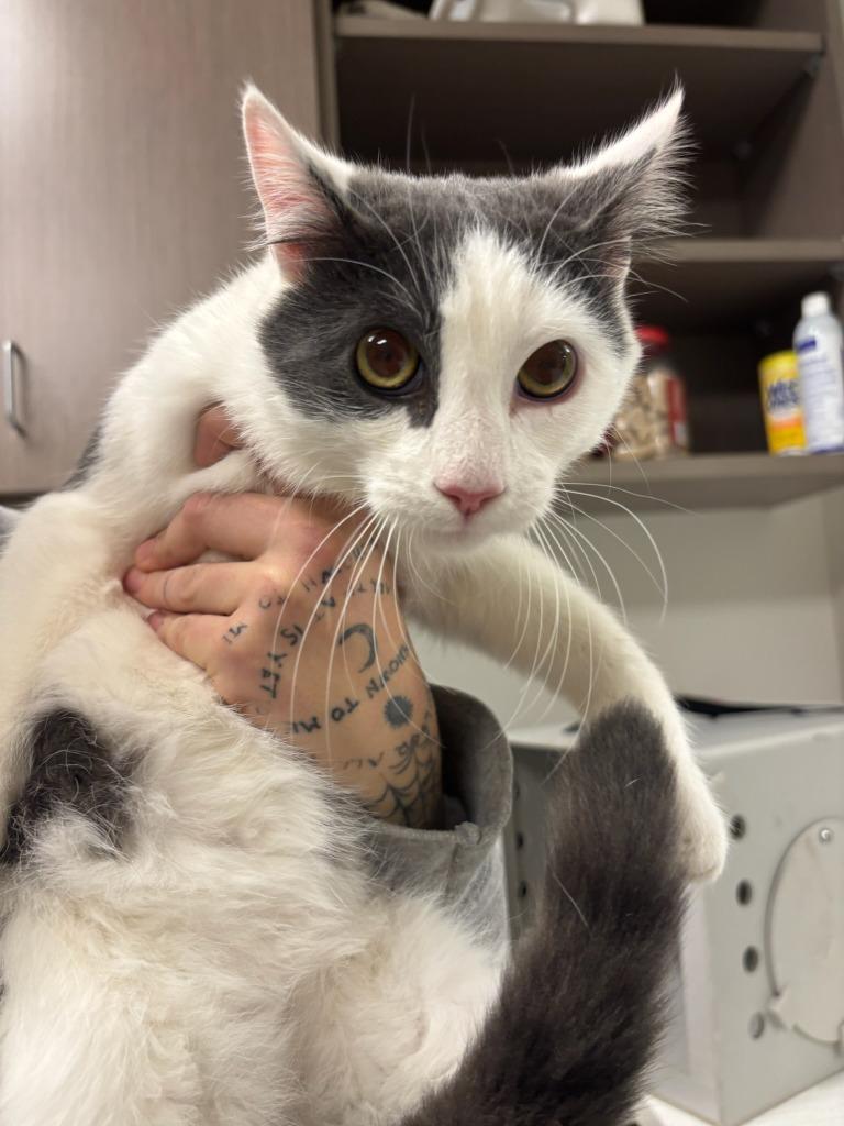 Franklin, Adoptable, Young Male Domestic Short Hair.