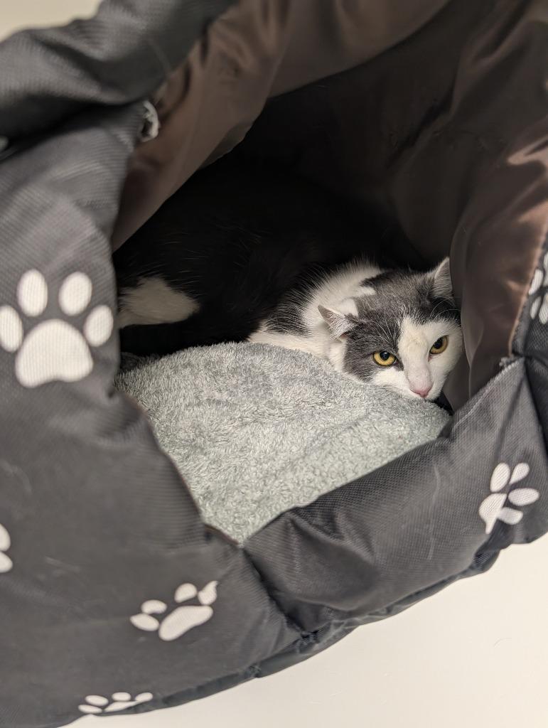 Franklin, a Adoptable mixed breed in Greenfield, IN image 1/4